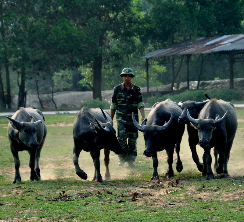 Đàn trâu tăng gia của đơn vị.